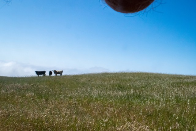 Nutscapes Are Real And They're Coming To Get You!