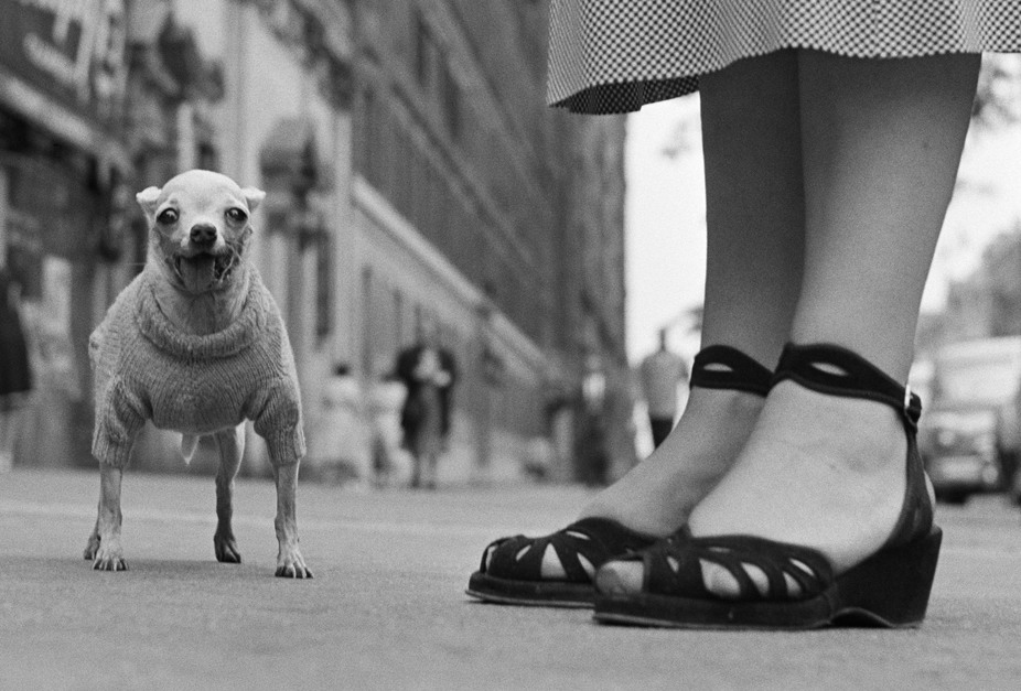 elliot-erwitt-chihuahua.jpg