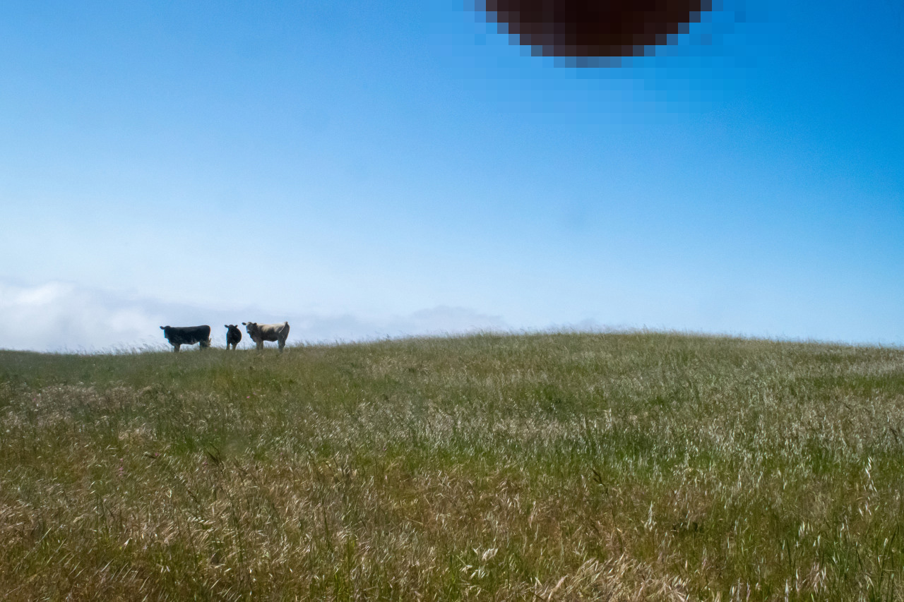 Nutscapes Are The New Planking