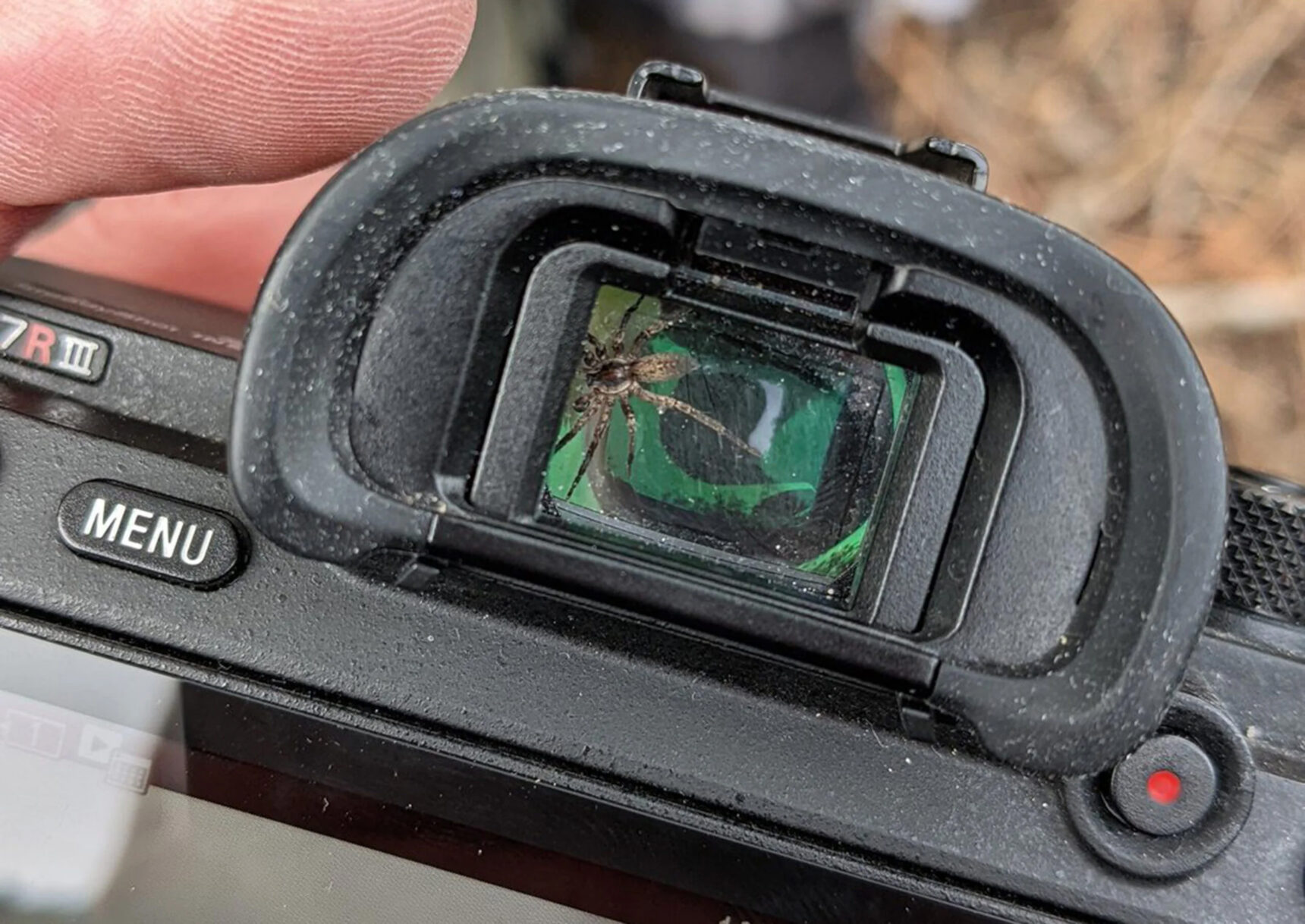 spider in camera
